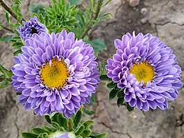 鮮花,紫,性質(zhì)