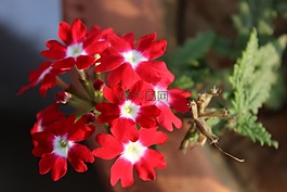 馬鞭,花,開花