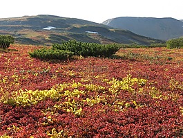 山区的苔原,山,范围