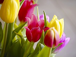 郁金香,花束,郁金香花束