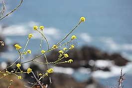 鮮花,黃色,沿海