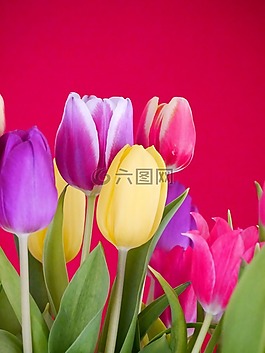 郁金香,花束,郁金香花束