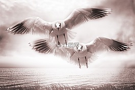 海鸥,voegle,飞行