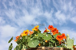 金莲花,花,天空
