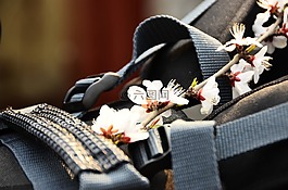 櫻花,花,春