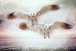 海鷗,水禽,鳥