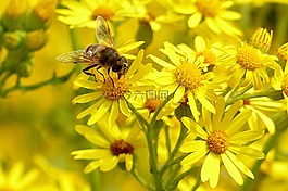 動物,昆蟲,蜜蜂