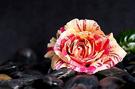 粉色,花,性質(zhì)