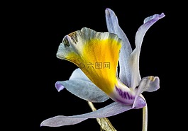 野生蘭花,蘭花,花