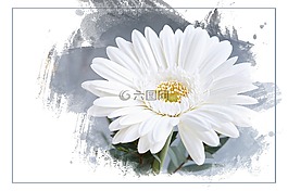 非洲菊,花,開花