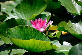 百合,池,花園