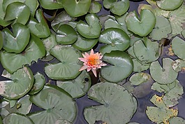 百合,水,花