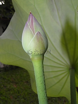 蓮花,按鈕,水生