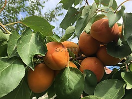 桃,gyomolcs,杏