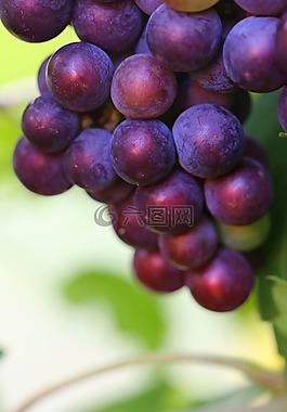 葡萄,黑暗,成熟