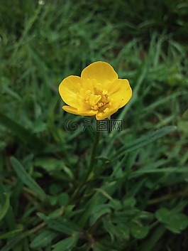 鮮花,春,春天的花朵