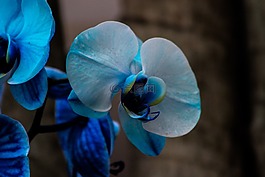 orquidea,花卉,蘭花