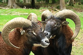 野生,森林,野生動物公園