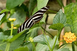 蝴蝶,昆蟲,關(guān)閉