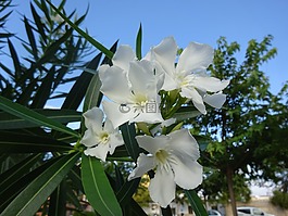 白色的花,灌木,花園
