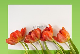 郁金香,春天,文本框中