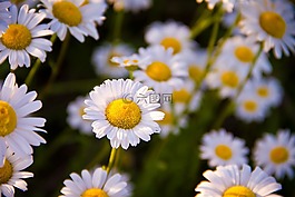 洋甘菊,夏季,鮮花