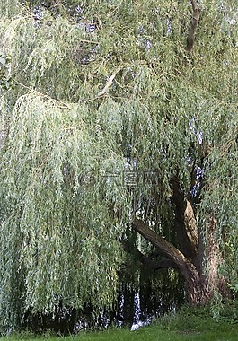 牧場(chǎng),垂柳,樹