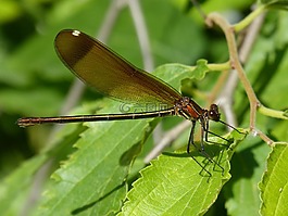 libella,黑蜻蜓,calopteryx haemorrhoidalis