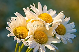 洋甘菊,花束,花的領(lǐng)域