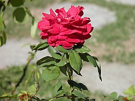 花,粉色,粉紅色的花朵