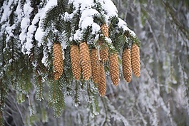 錐,云杉,白雪皚皚的分支機(jī)構(gòu)
