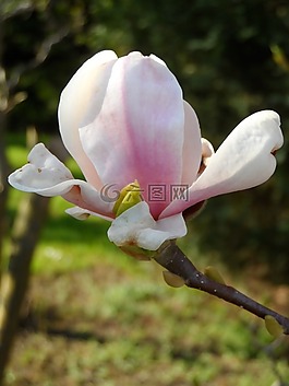玉蘭,芽,花
