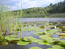 湖,百合領(lǐng)域,睡蓮