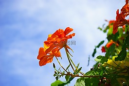 焊菜屬的植物,開花,紅色