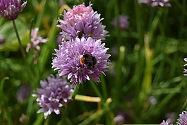 蜜蜂,細香蔥,花