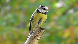 鳥,山雀,藍(lán)雀