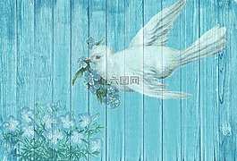 鴿子,白鴿,鳥