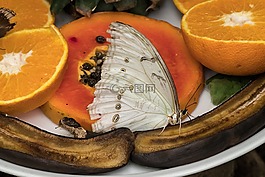 蝴蝶,昆蟲,關(guān)閉