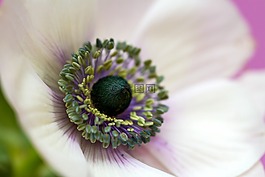 花,性質(zhì),廠