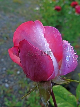 鮮花,玫瑰花蕾,宏