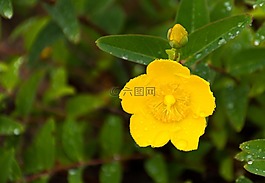 大型花卉圣约翰草,花,开花