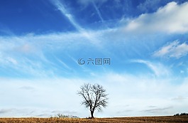 樹,單,生活