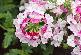 马鞭草,混合动力,花