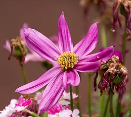scmuckblume,花,紫