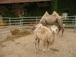 駱駝?dòng)揍?舊金山,弗賴堡