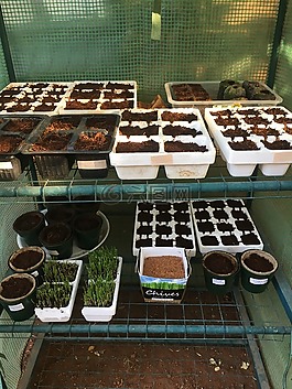 温室,种植园主,苗