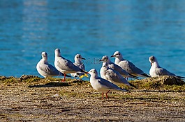 海鷗,鳥(niǎo),動(dòng)物世界