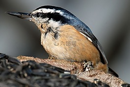 五十雀,鳥,野生動物