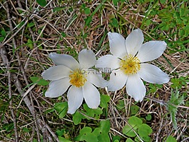 鮮花,性質(zhì),山花兒