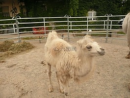 駱駝馬駒,舊金山,弗賴堡